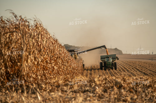 Corn Harvest 76457