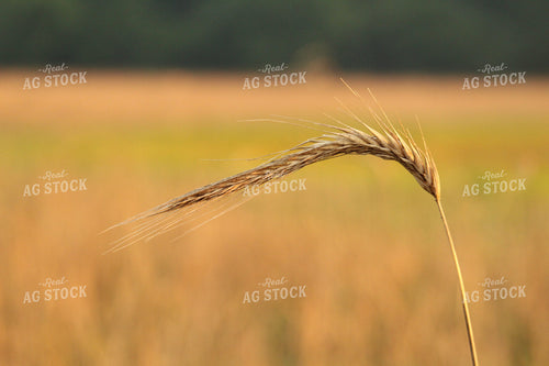Wheat Head 52034