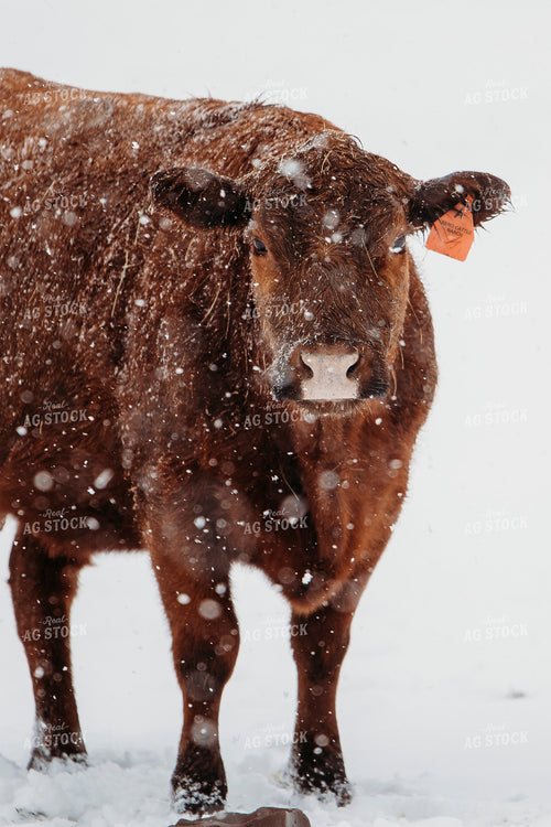 Cattle in Snow 203075