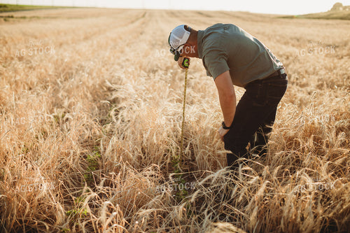 Farmer Agronomist with Tape Measure in Soybean and Rye Cover Crop Field 5856