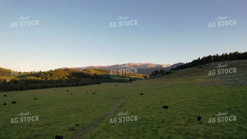Cattle in Montana Pasture 92031