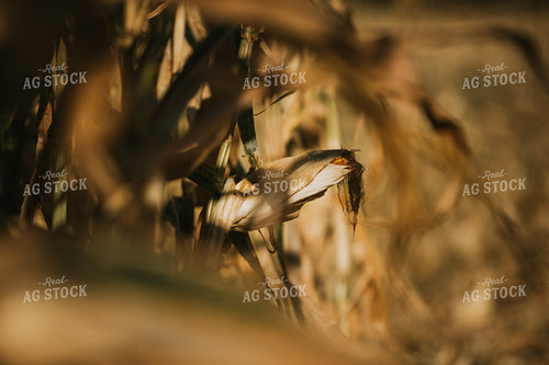 Dried Corn in Field 4736