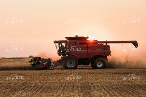 Wheat Harvest 204019