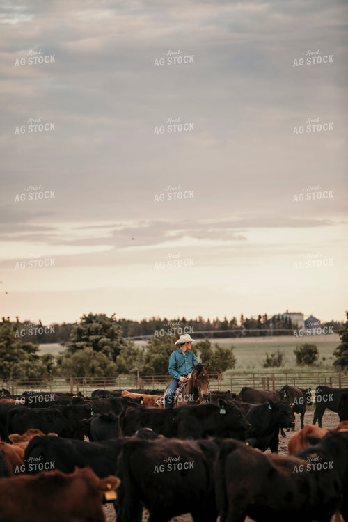 Feedyard 3104