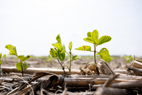 Early Growth Soybeans 178131