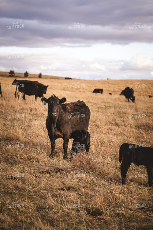 Cow Calf Pairs 196043