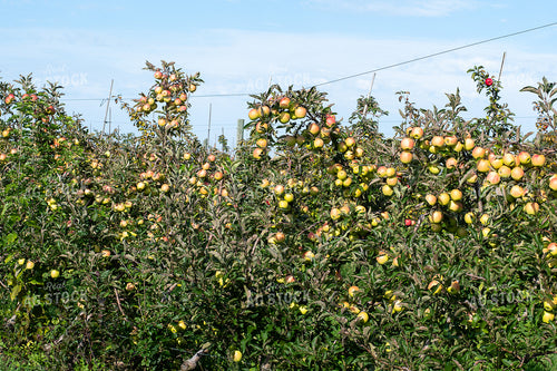 Apple Orchard 50425