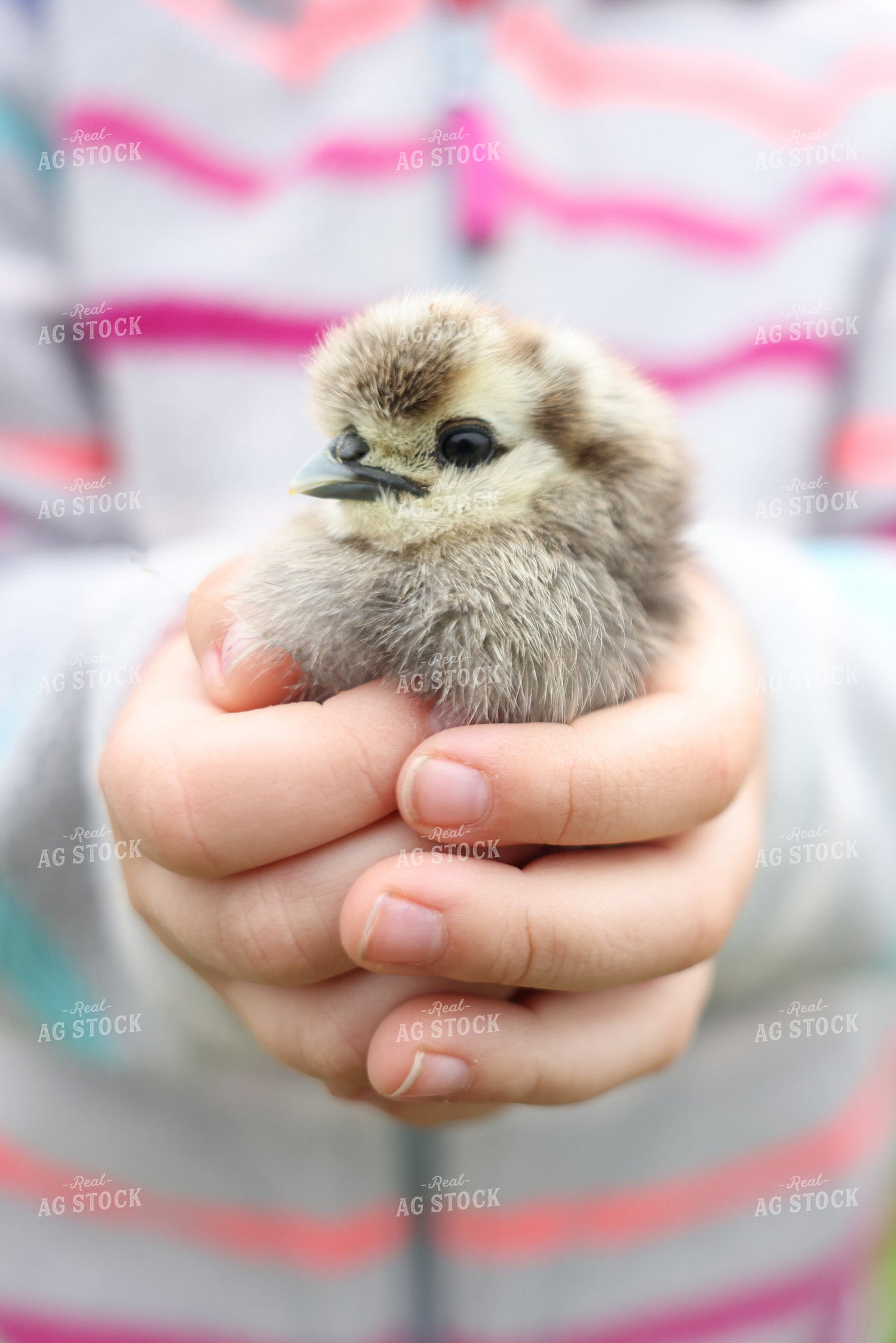 Farm Kid Holding Chick 90157