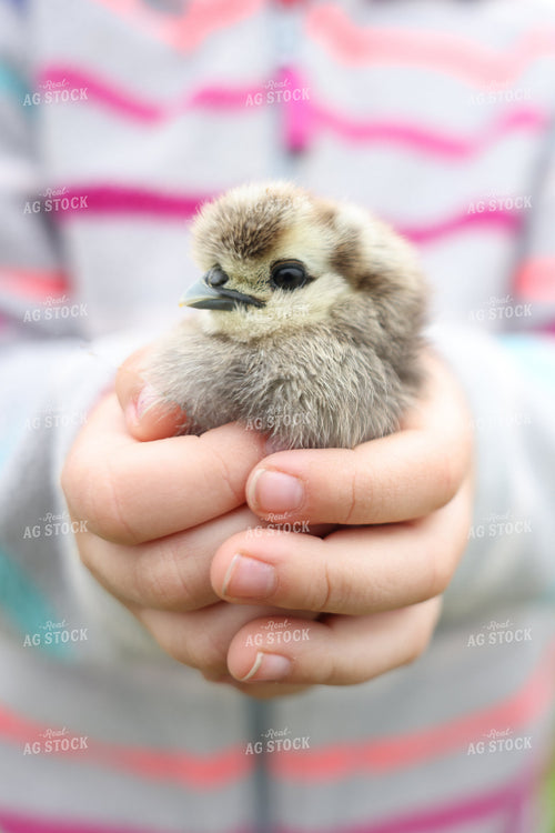Farm Kid Holding Chick 90157