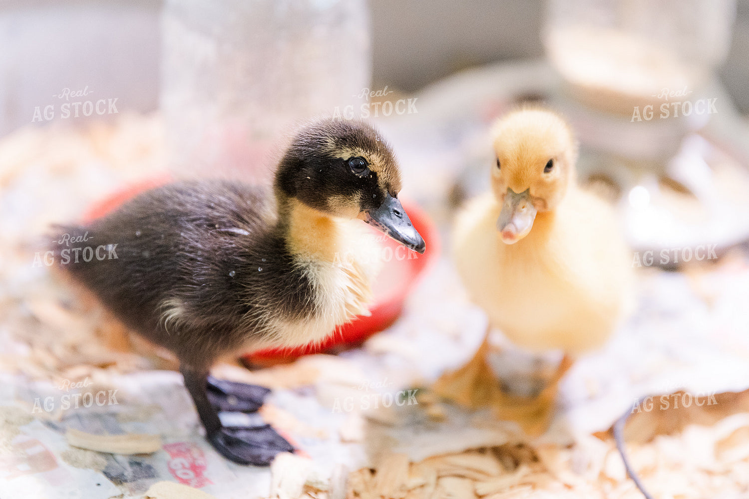 Ducklings 184003