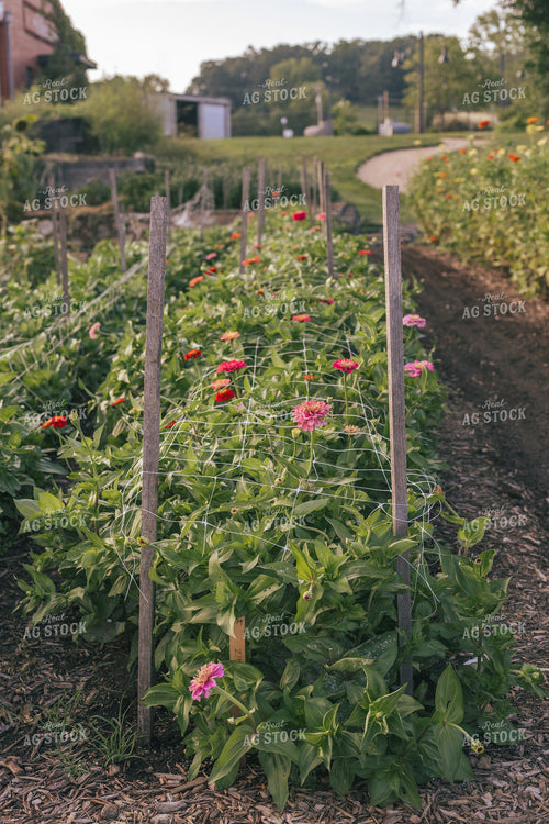 Zinnias 162021