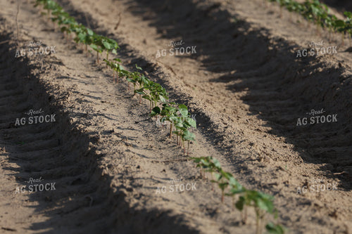 Early Growth Cotton 265012