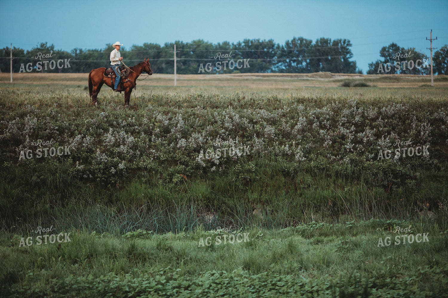 Rancher on Horse in Pasture 6445