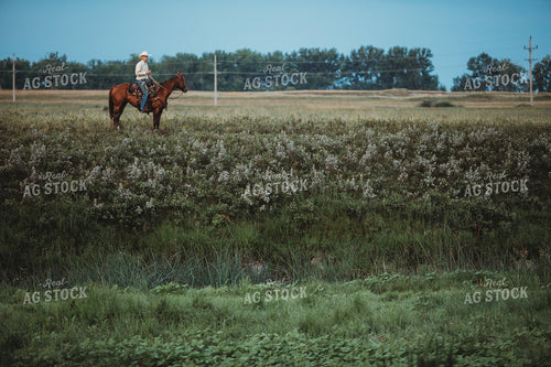 Rancher on Horse in Pasture 6445