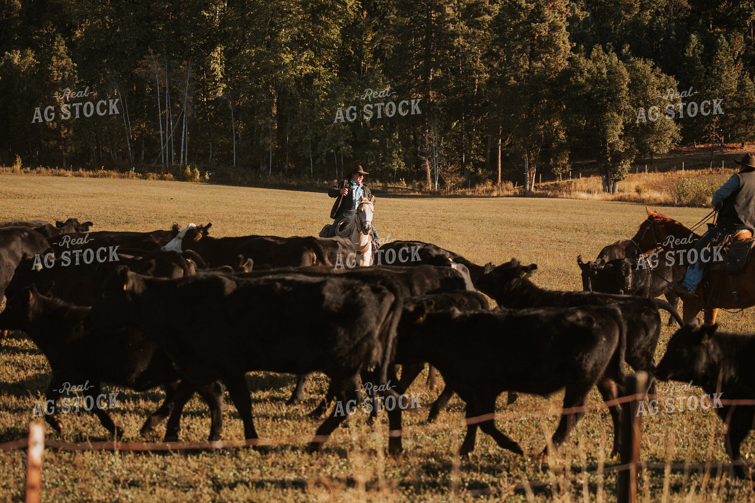 Ranchers on Horseback with Cattle 66056