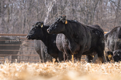 Angus Cattle on Cornstalks 68206