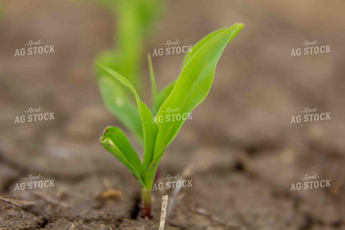 Early Growth Corn 291035