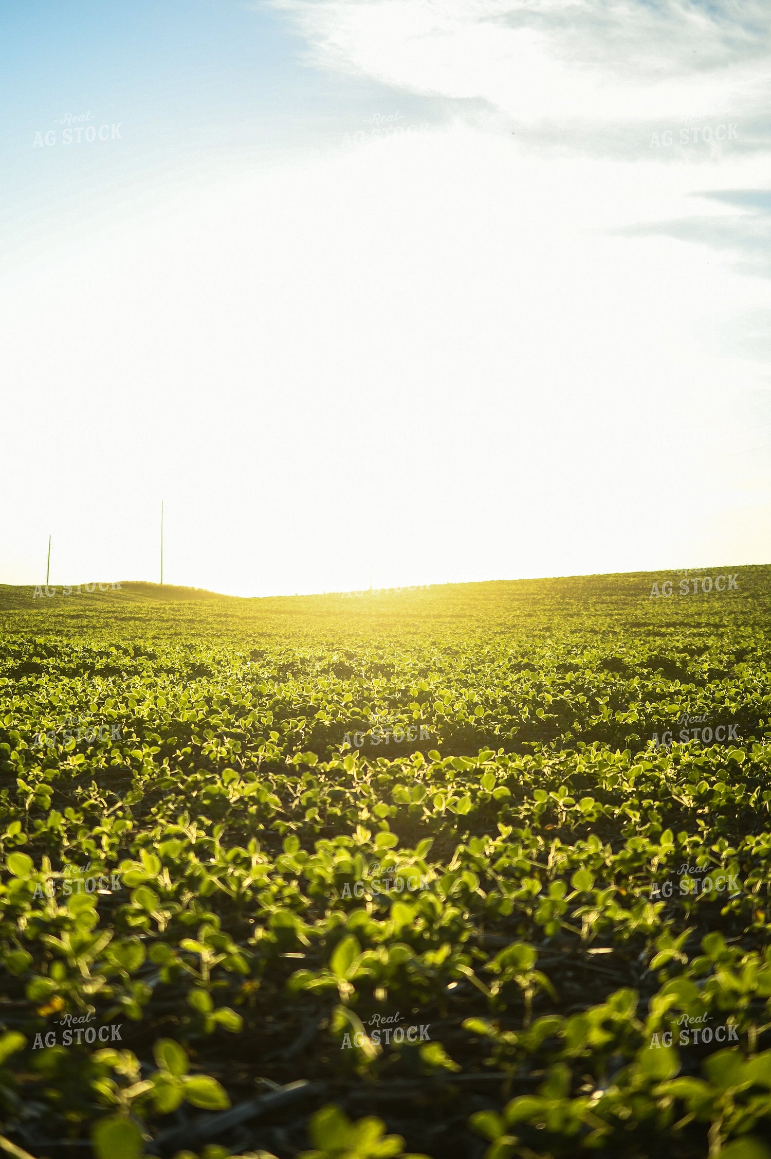 Sunrise over Soybean Field 191202