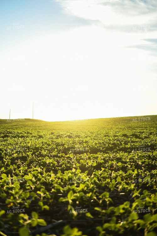 Sunrise over Soybean Field 191202