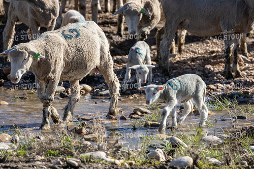 Sheep Crossing Stream 261046