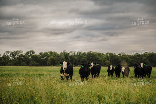Black Baldy Cattle 115350