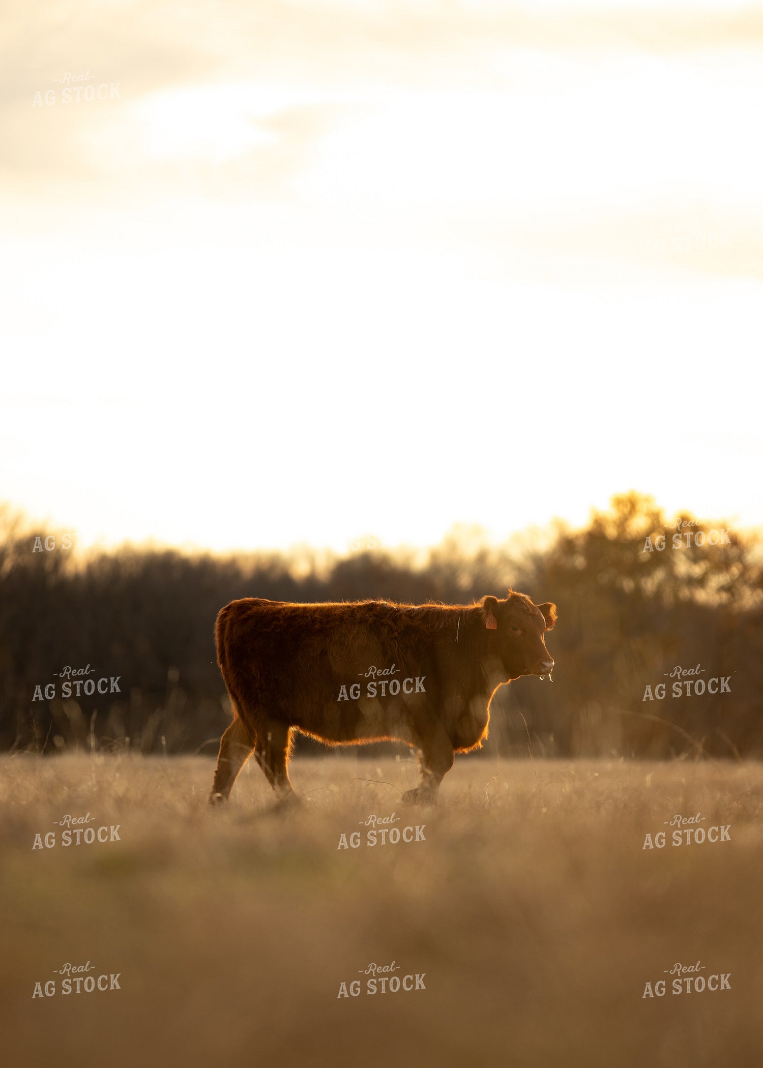 Red Angus Cattle 264006
