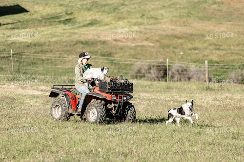 Female Rancher on Four Wheeler 188099