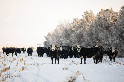 Black Baldy Cattle in Snow 303009