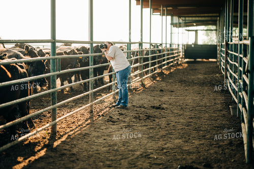 Photographer Captures Cattle in Feedyard 125137