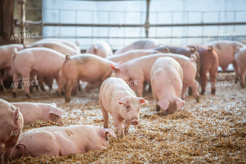 Indoor Pigs 270528