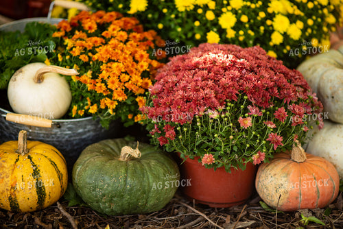 Fall Agritourism Display 136160
