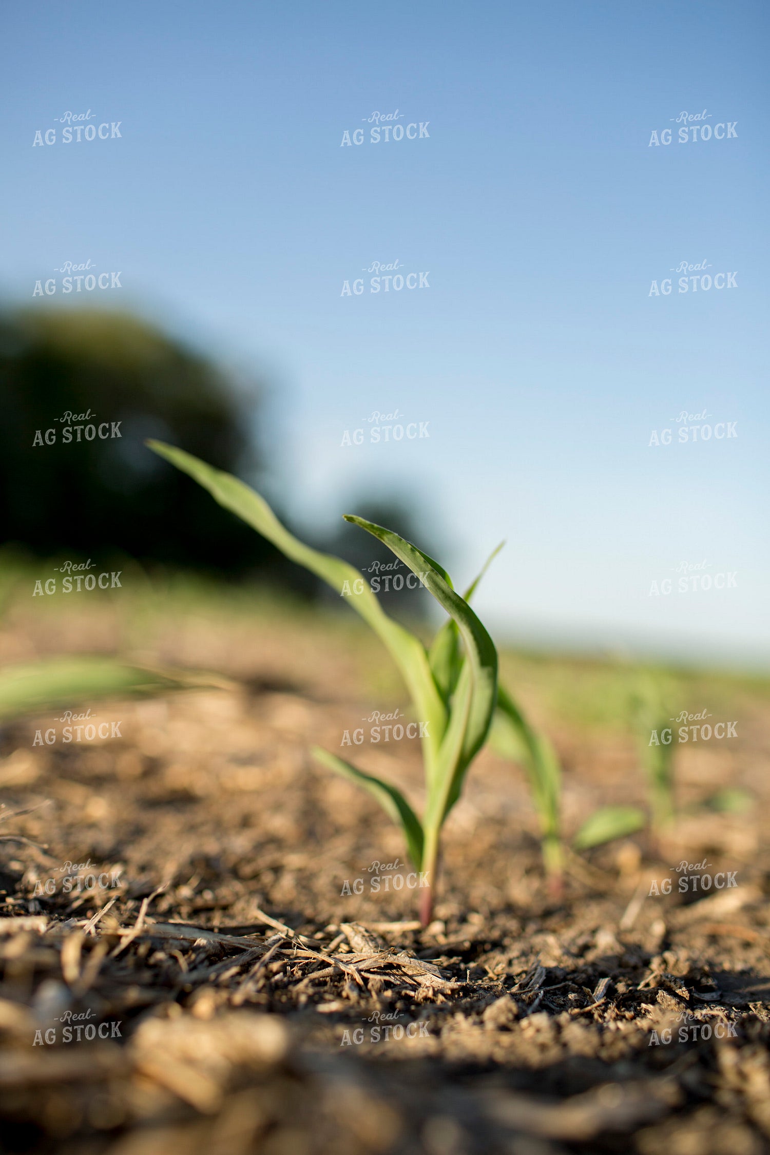 Corn - Early Growth 1108