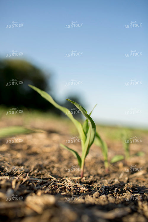 Corn - Early Growth 1108
