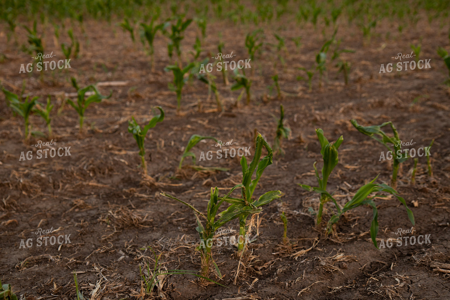 Hail Damaged Corn With Wet Soil 67259