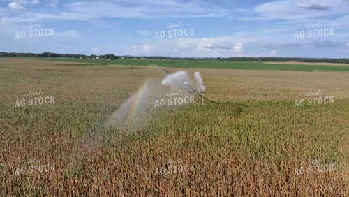 Aerial of Irrigation Pivot Over Green Corn Field Turning Brown 79213