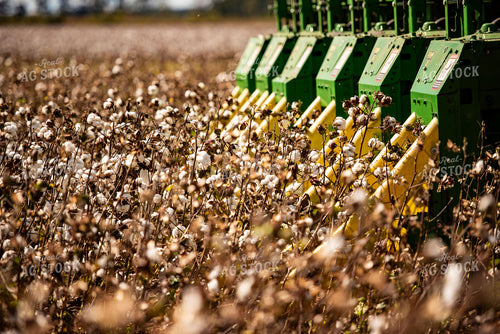 Cotton Harvest 136134