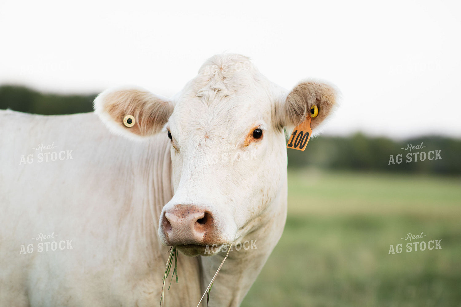 Charolais Cattle on Pasture 288033