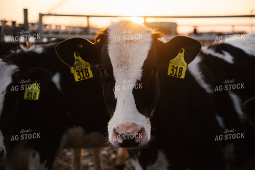 Holstein Cow 137091