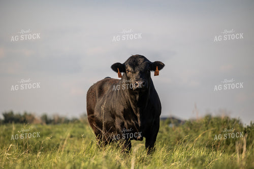 Angus Bull 72185