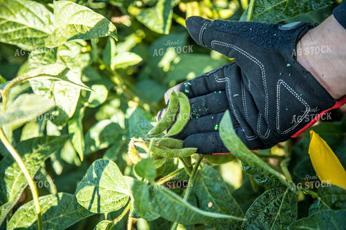Farmer Checking Soybeans 250147