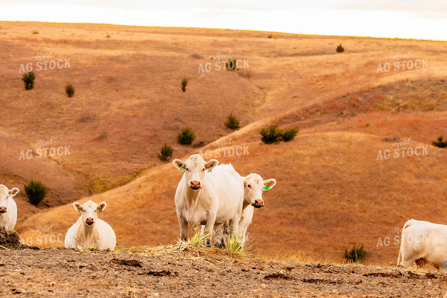 Charolais Cattle 299073