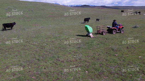Rancher Taking Mineral to Cattle 65714
