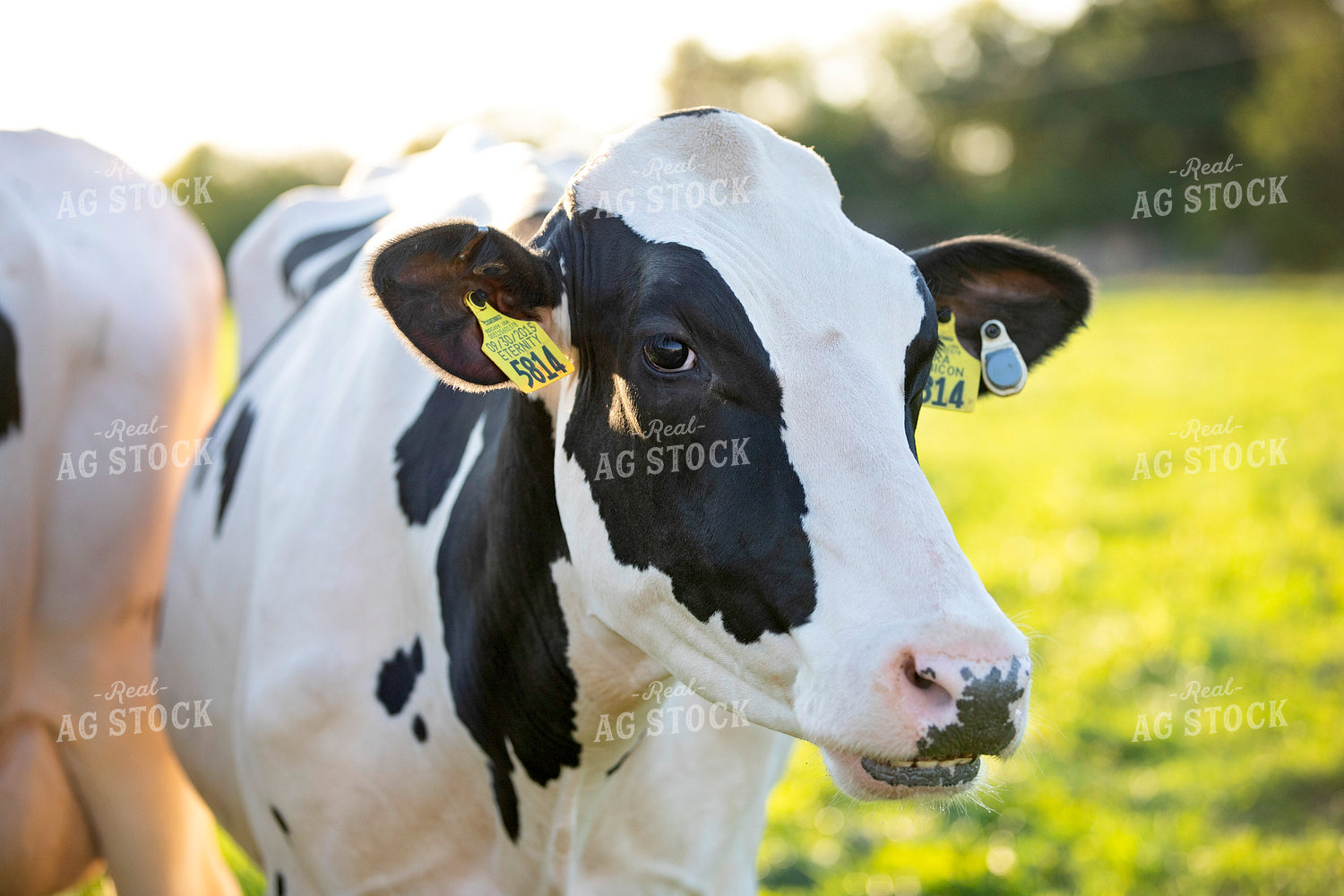 Holstein Cattle on Pasture 55358
