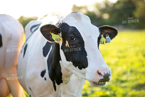 Holstein Cattle on Pasture 55358