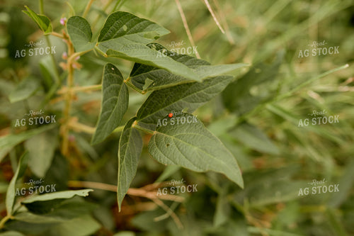 Pest on Soybean Leaf 125169