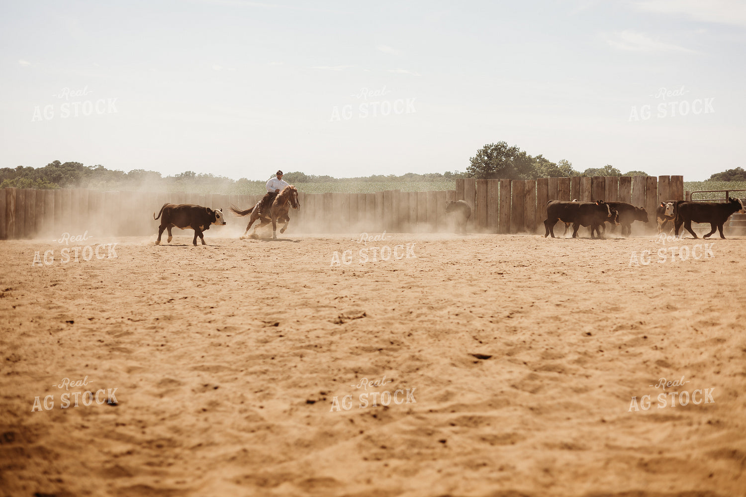 Sorting Cattle on Horseback 281106