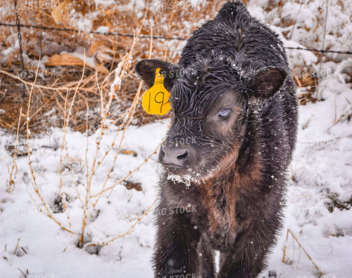 New Calf in Snow 56285