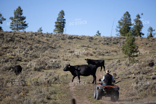 Rancher Herding Cattle 250184
