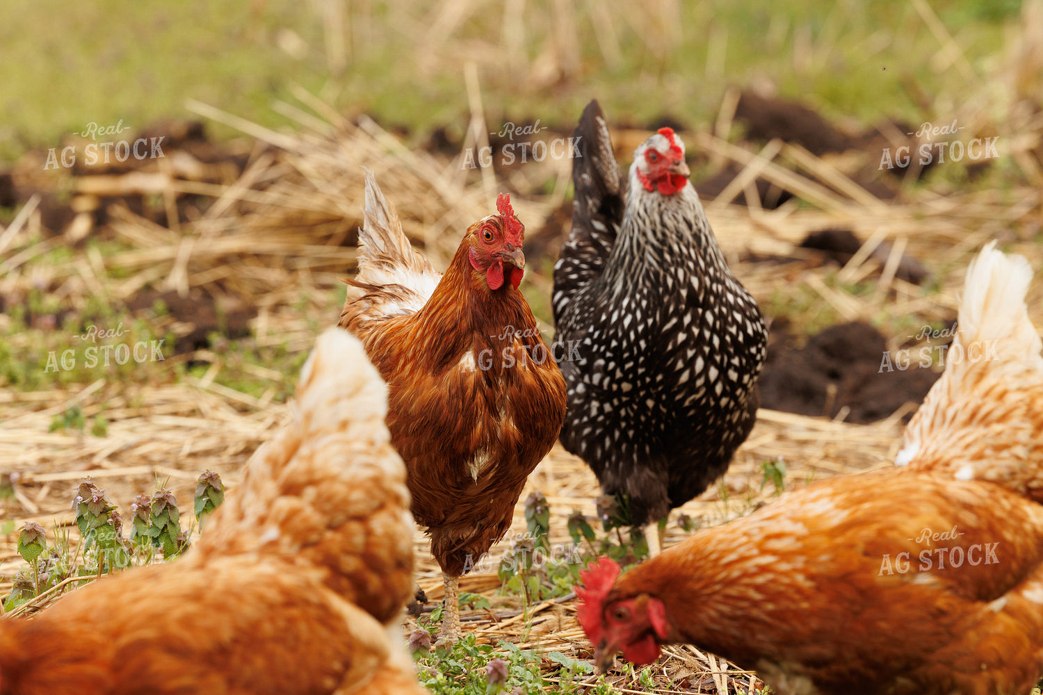 Pullet Laying Chickens 104064