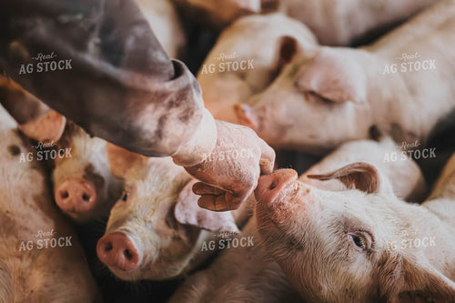 Pigs in Barn 289058